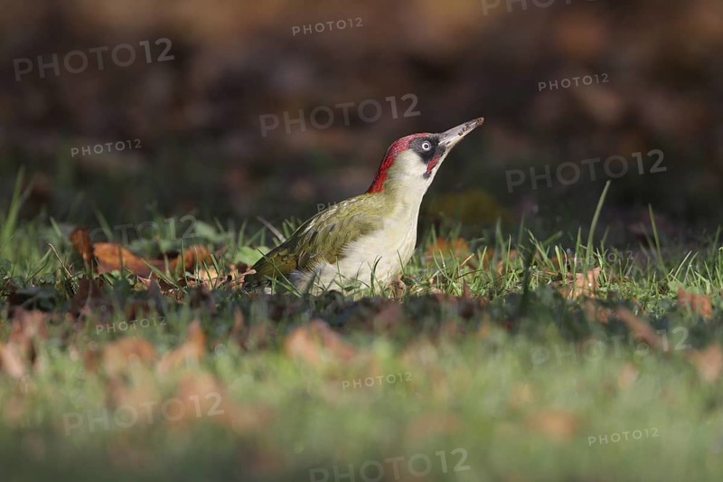 European Green Woodpecker (Picus viridis) male, Tessin, Switzerland