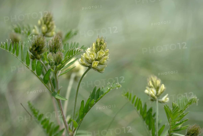 Astragalus cicer, Czech Republic, fabaceae, giggle-bearing, butterflies, tragacanth, Czech Republic, chick-pea milk-vetch, chickpea milkvetch, cicer milkvetch, flora, plants, plants