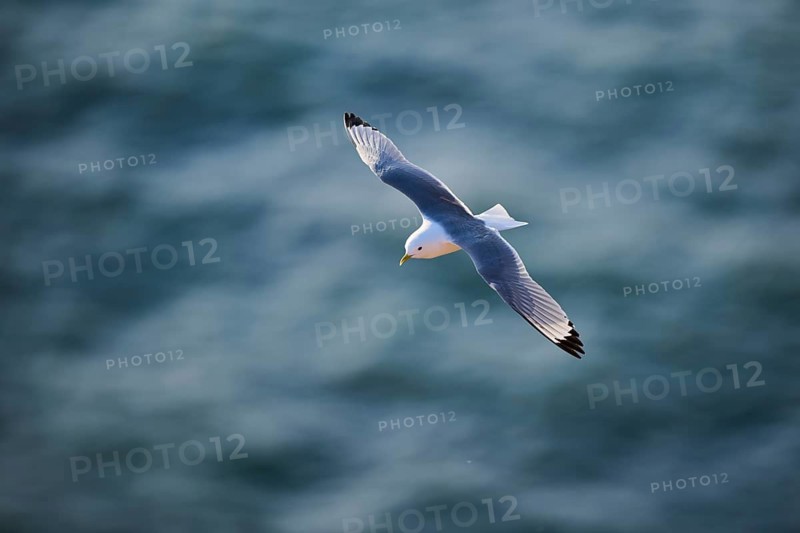 Common gull or sea mew (Larus canus) flying over the sea, wildlife, Helgoland, Germany