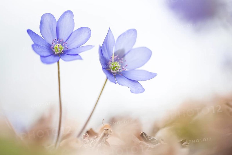 Liverleaf (Hepatica nobilis) close-up of flowering blossoms, Rhineland-Palatinate, Germany