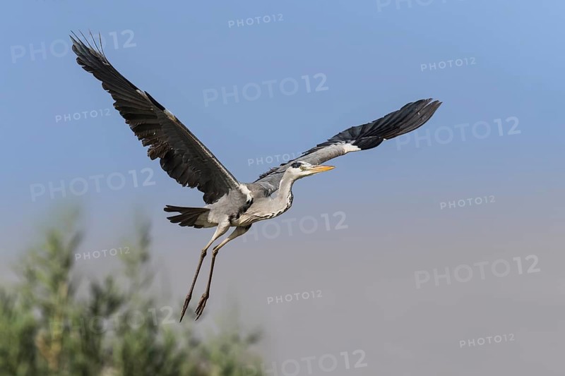 Grey Heron (Ardea cinerea) flying, Eilat, Israel, Germany