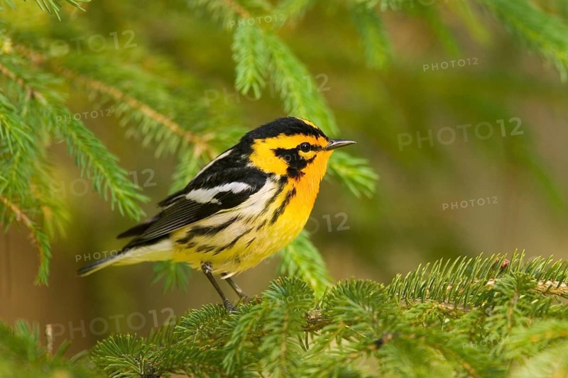 Blackburnian Warbler Dendroica fusca Tamarack, Aitkin County, Minnesota, United States 12 June Adult Male Paurilidae