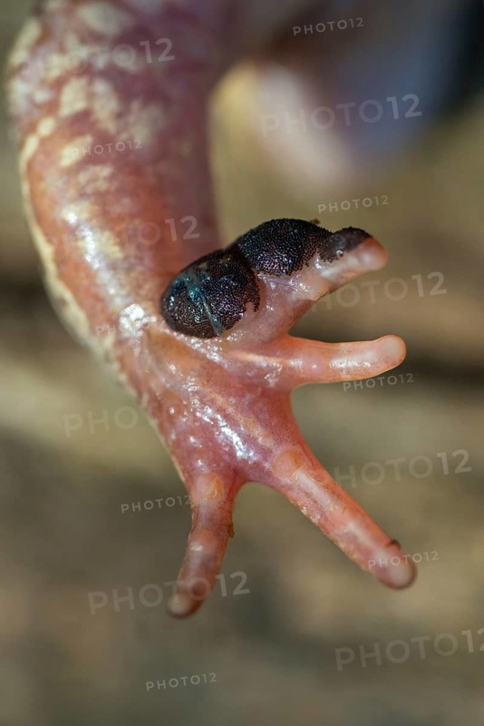 Rutting calluses, estrus calluses, common frog, common frog, nuptial pad, mating calluses, rana temporaria, amphibians, amphibians, frog, frogs, high size, portrait format, amphibians