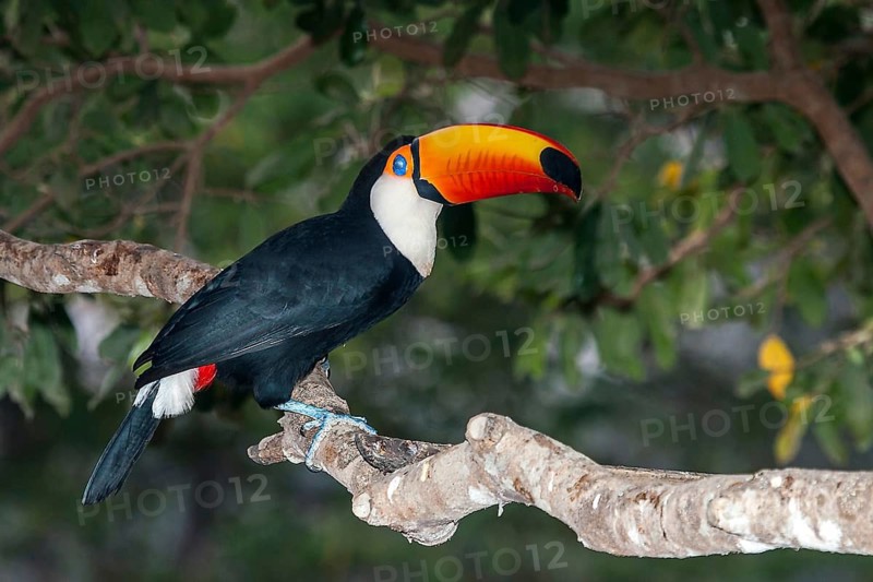 Giant Tucan (Ramphastos toco), Pantanal, Brazil, South America