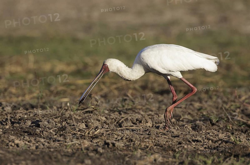 African Spoonbill (Platalea alba) foraging, Chobe, Botswana