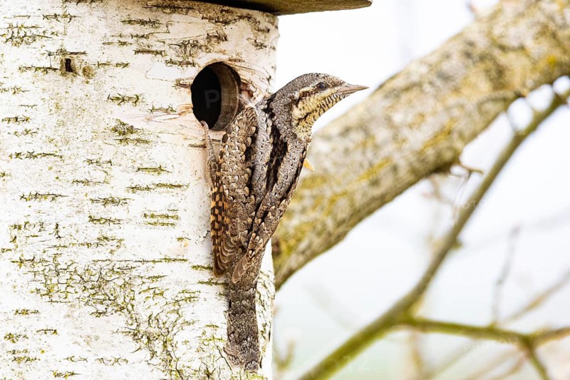 Eurasian wryneck (Jynx torquilla) Germany