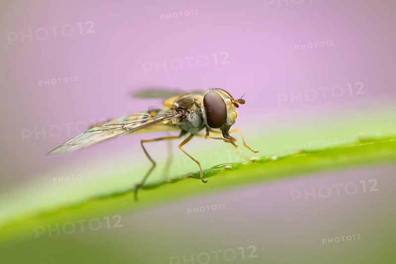 Common hoverfly (Eupeodes corollae) adult insect resting on a leaf in summer, Suffolk, England, United Kingdom