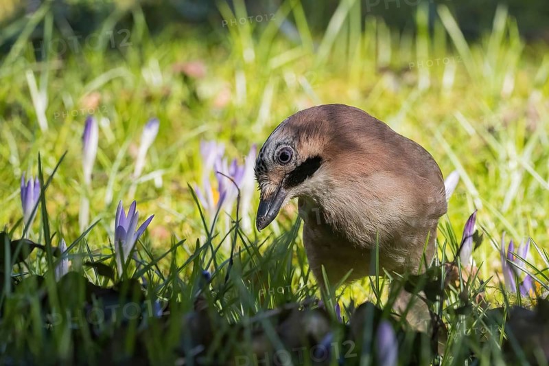 A jay (Garrulus glandarius) looks curiously between purple flowers, crocuses, in a sunny meadow, Hesse, Germany