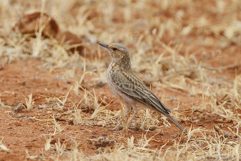 Pink-breasted Lark (Calendulauda poecilosterna), Samburu, Kenya