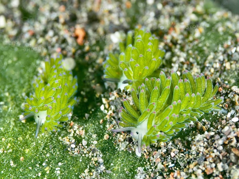 Three green nudibranchs, the ‘Shaun the Sheep' nudibranch (Costasiella kuroshimae), on a sandy substrate, surrounded by a grainy texture. The nudibranch is also known as ‘Shaun the Sheep'. Marine nudibranch with kleptoplastids. The chloroplasts, which have been taken up from the green alga Avrainvillea lacerata and stored within its own body, are clearly visible. Body length approx. 3 mm. Dive site: Puri Jati, Umeanyar, Bali, Indonesia