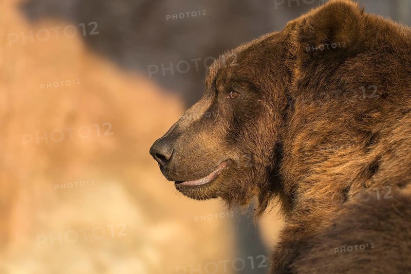 One Kamchatka brown bear (Ursus arctos piscator), portrait in sweet early morning light with a natural wall in the background