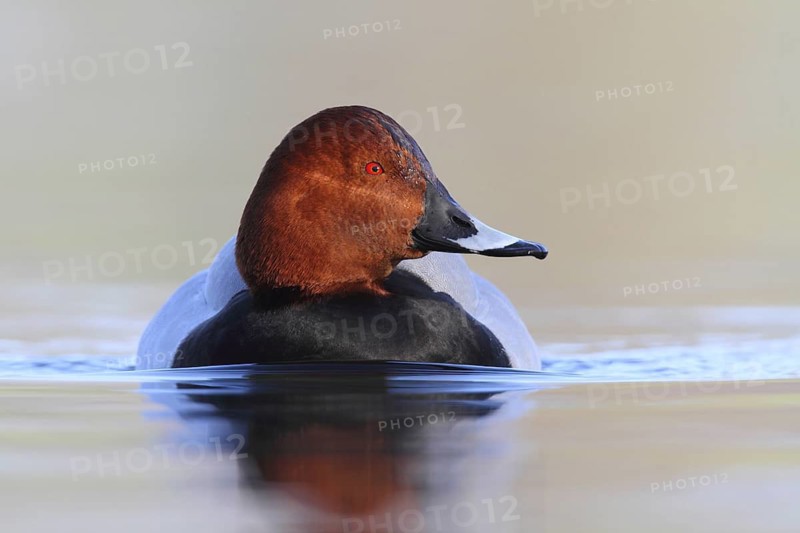 Common Pochard (Aythya ferina) male, North Rhine-Westphalia, Germany