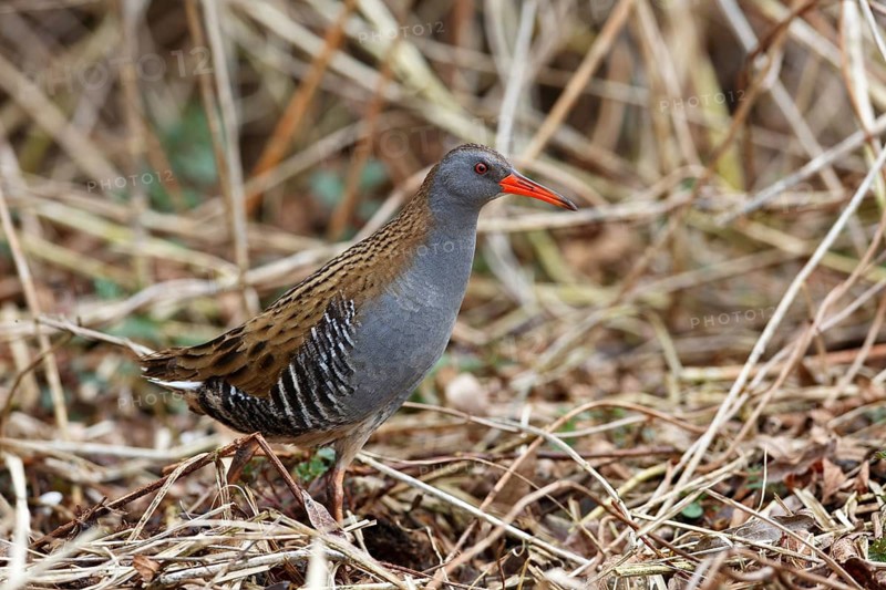 Water Rail (Rallus aquaticus) in the reeds, Mecklenburg-Western Pomerania, Germany