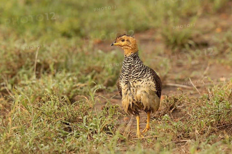 Coqui Francolin (Peliperdix coqui) female, Masai Mara, Kenya
