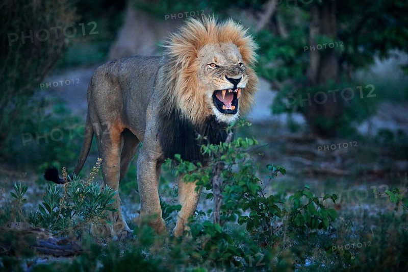 Mane lion with open muzzle with tooth. Portrait of pair of African lions, Panthera leo, detail of big animals, Okavango delta, Botswana, Africa. Cats in nature habitat. Lion in the forest habitat