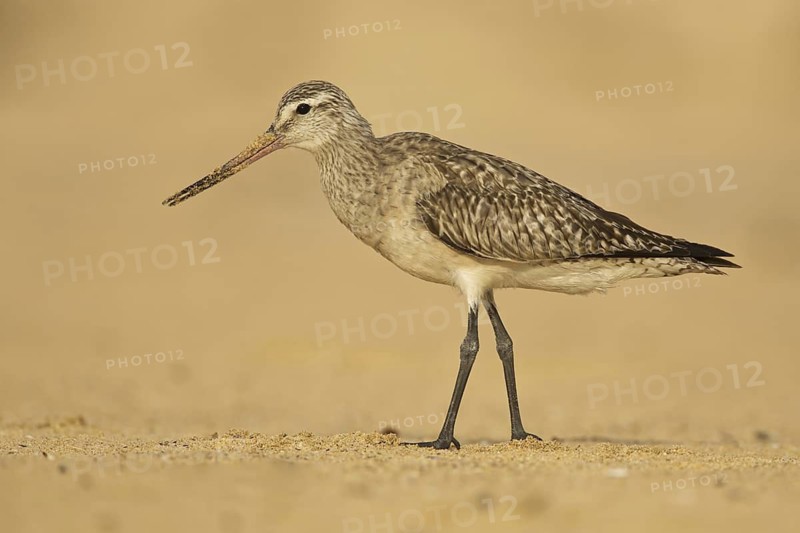 Bar-tailed Godwit (Limosa lapponica), New South Wales, Australia