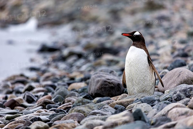 A penguin stands on a rocky shore looking into the distance, gentoo penguin (Pygoscelis papua) in the Antarctic