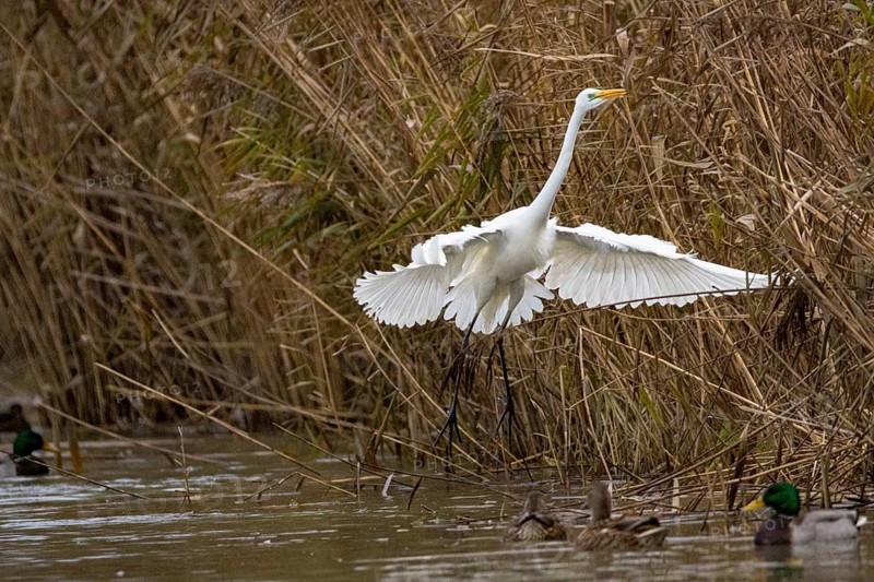 Great White Egret (Egretta alba) Germany