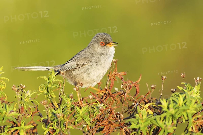 Balearic Warbler (Sylvia balearica) male, Mallorca, Spain