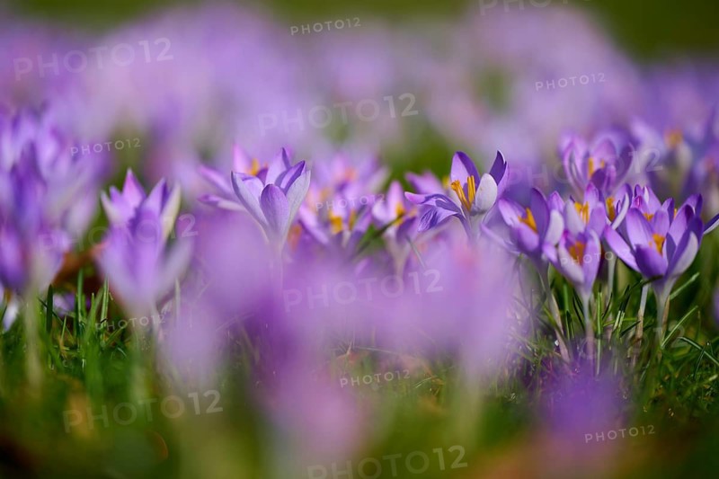 Numerous purple crocuses on a blurred flower field. spring-like natural atmosphere, spring, Bavaria, Germany