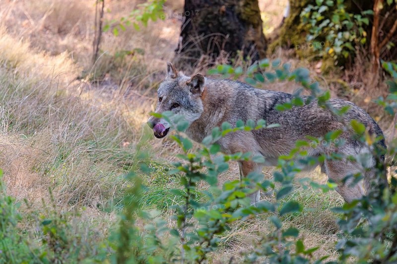 A Eurasian gray wolf (Canis lupus lupus) stands in a forest clearing on a sunny day, licking its lips. Transylvania, Romania