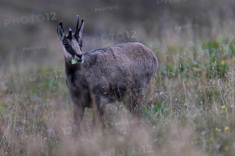 Chamois (Rupicapra rupicapra), Vosges, France