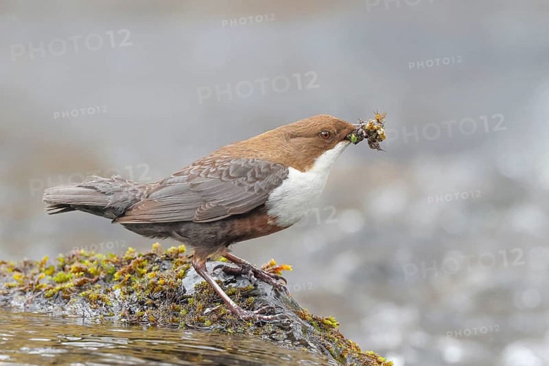 White-throated Dipper (Cinclus cinclus) on a mossy stone on the bank of a river, with caddis fly larvae in its beak, wildlife, nature photography, songbird, Ochsenmoor, Dümmer See, Lower Saxony, Germany