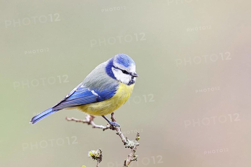 Blue tit (Parus caeruleus), sitting on a branch, Wilnsdorf, North Rhine-Westphalia, Germany