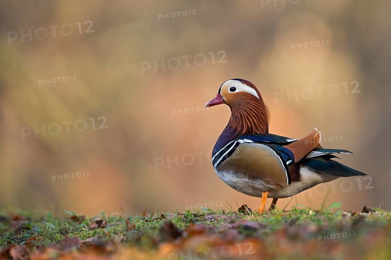 Mandarin Duck (Aix galericulata) male, North Rhine-Westphalia, Germany
