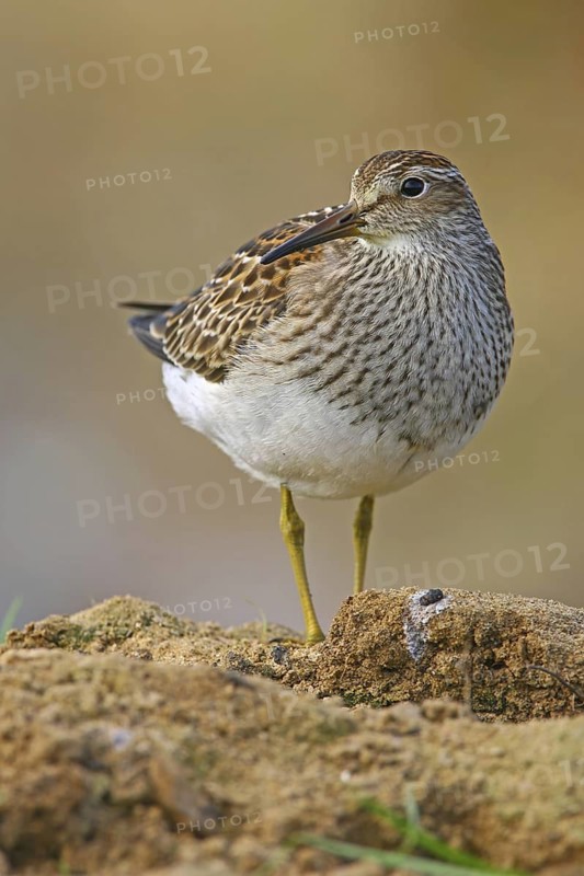 Pectoral Sandpiper (Calidris melanotos), Sizandro, Portugal