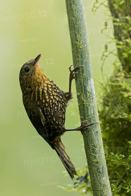 Spotted Barbtail (Premnoplex brunnescens) perched on a branch in Colombia, South America