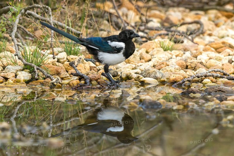 Magpie, pica pica, bath, bird bath, birds, corvidae family of birds, adolescent, juvenile, mirror, passeri, corvids, songbirds, mirror image, drinking, birdbath, birds, watering place