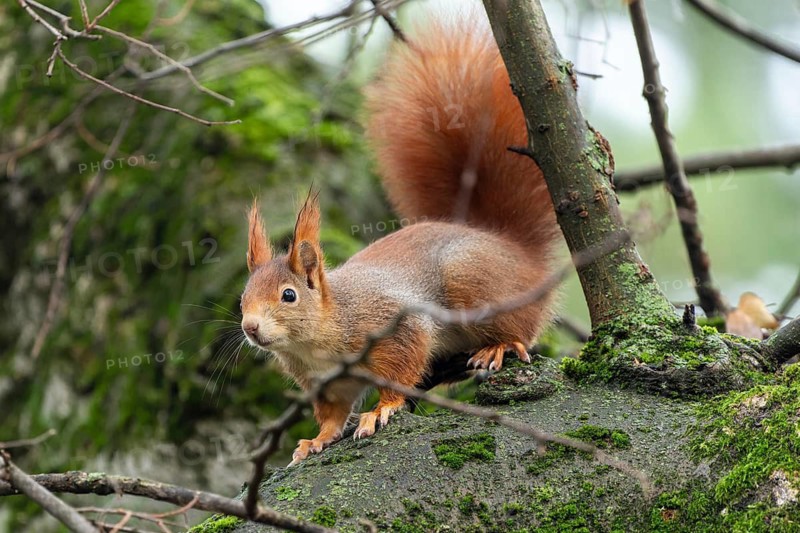 Eurasian red squirrel (Sciurus vulgaris) on a branch, wildlife, Germany