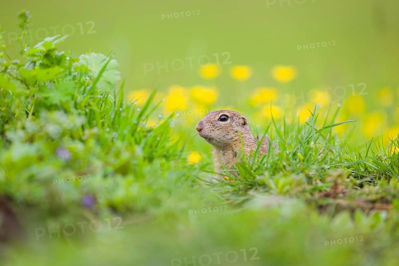 An adult European ground squirrel (Spermophilus citellus) or European souslik sits in green gras next to a flowering Ranunculus