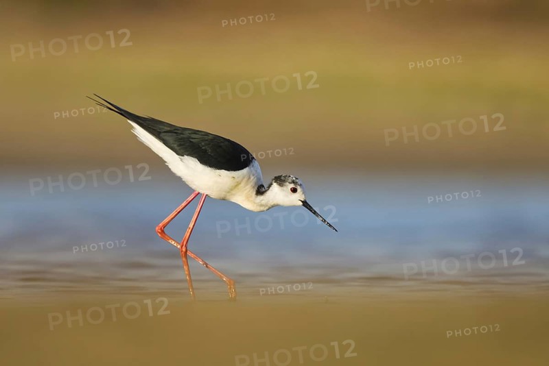Black-winged Stilt (Himantopus himantopus) male foraging, North Rhine-Westphalia, Germany