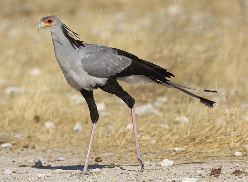 Secretarybird (Sagittarius serpentarius), Oshikoto, Namibia