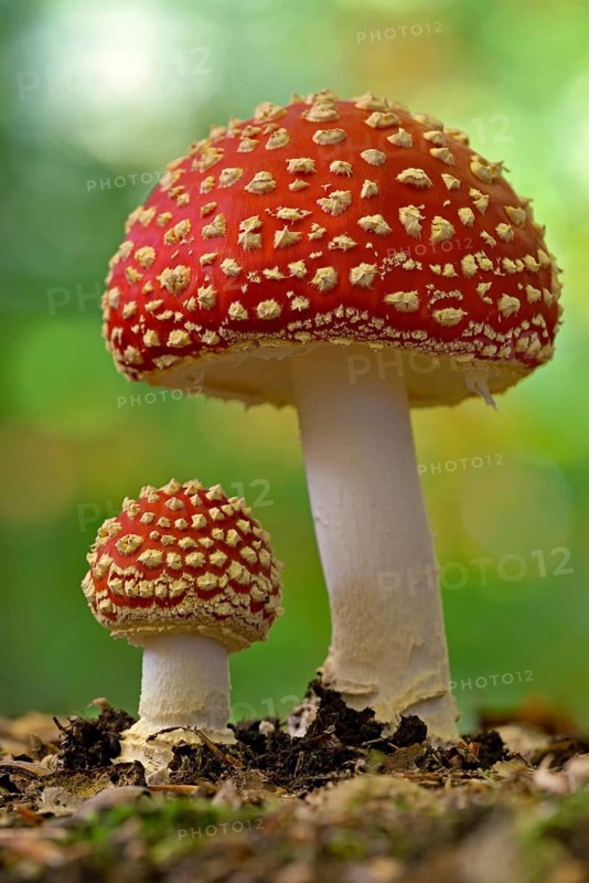 Fly agaric (Amanita muscaria), small and large fruiting bodies, North Rhine-Westphalia, Germany