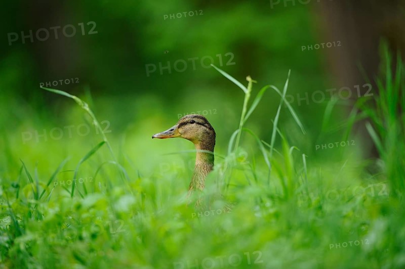 A duck hiding in the tall, green grass, Mallard (Anas platyrhynchos), Franconia