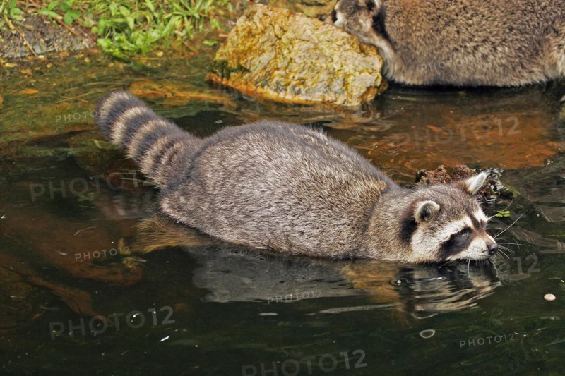 Raccoon (Procyon lotor), Arnsberg, North Rhine-Westphalia, Germany