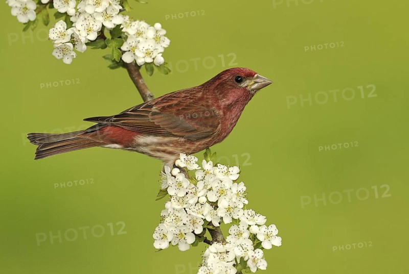 Purple Finch (Haemorhous purpureus) male, British Columbia, Canada