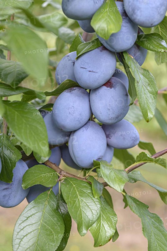 Plum (Prunus domestica 'Tophit'), LVG Erfurt, Erfurt, Thuringia, Germany