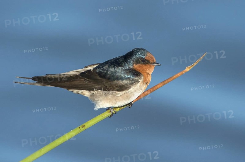 Welcome Swallow (Hirundo neoxena), Victoria, Australia
