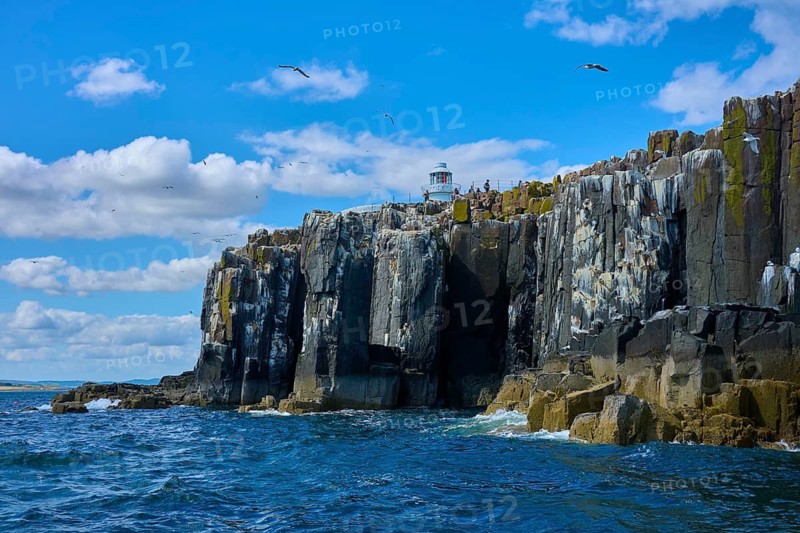 A lonely lighthouse stands on massive cliffs with passing birds, Inner Farne Lighthouse, Seahouses, Inner Ferns, Ferns Islands, Northumberland, England, Great Britain