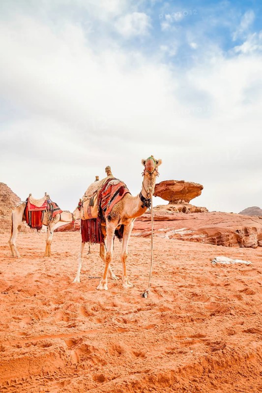 Two Camels on red sand by famous mushroom landmark in Wadi Rum UNESCO World Heritage desert Jordan with rocky mountains Bedouin travel adventure