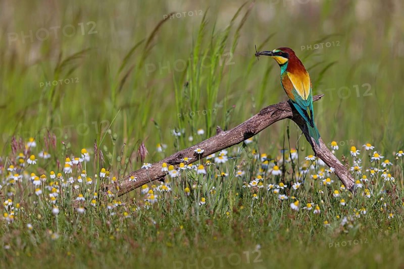 Bee-eater, (Merops apiaster), perch, Tiszaalp-r, Kiskuns-gi National Park, B-cs-Kiskun, Hungary