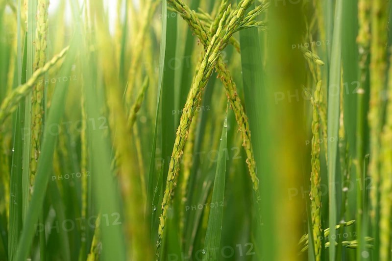 Close-up of vibrant green rice stalks with delicate grains and blooms.