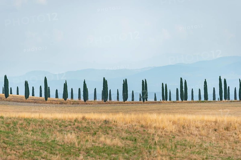 Typical Tuscan landscape in Crete Senesi with hills, trees, fields, cypresses and farm road in summer, Tuscany, Italy