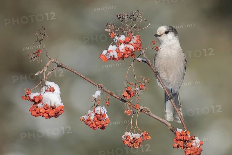 Grey Jay (Perisoreus canadensis) perched on a branch, Alaska, USA