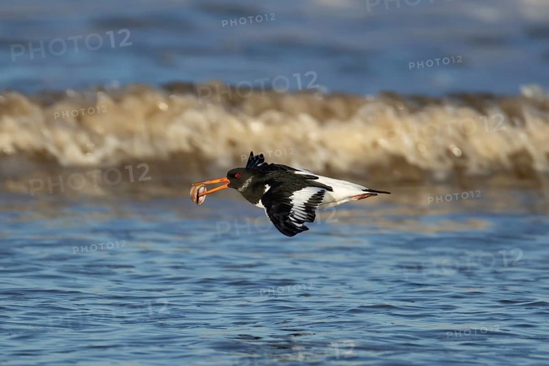 Eurasian oystercatcher (Haematopus ostralegus) adult wading bird flying with a cockle shell in its beak over a sea shoreline, England, United Kingdom