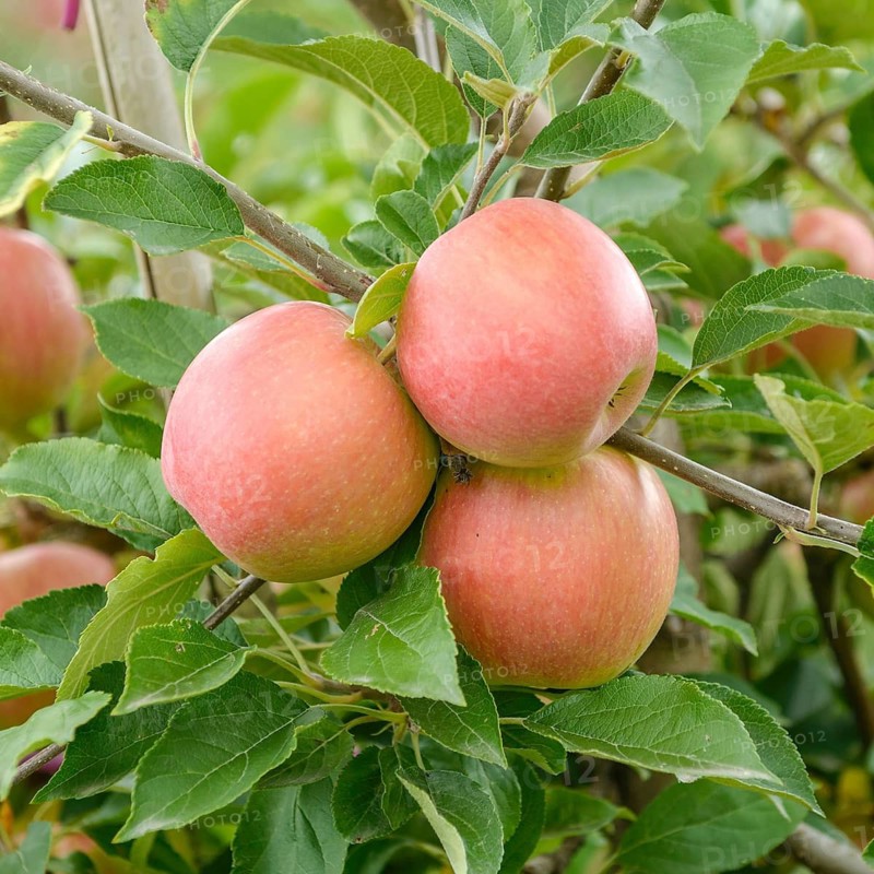Apple (Malus domestica 'Pikosa'),  Germany